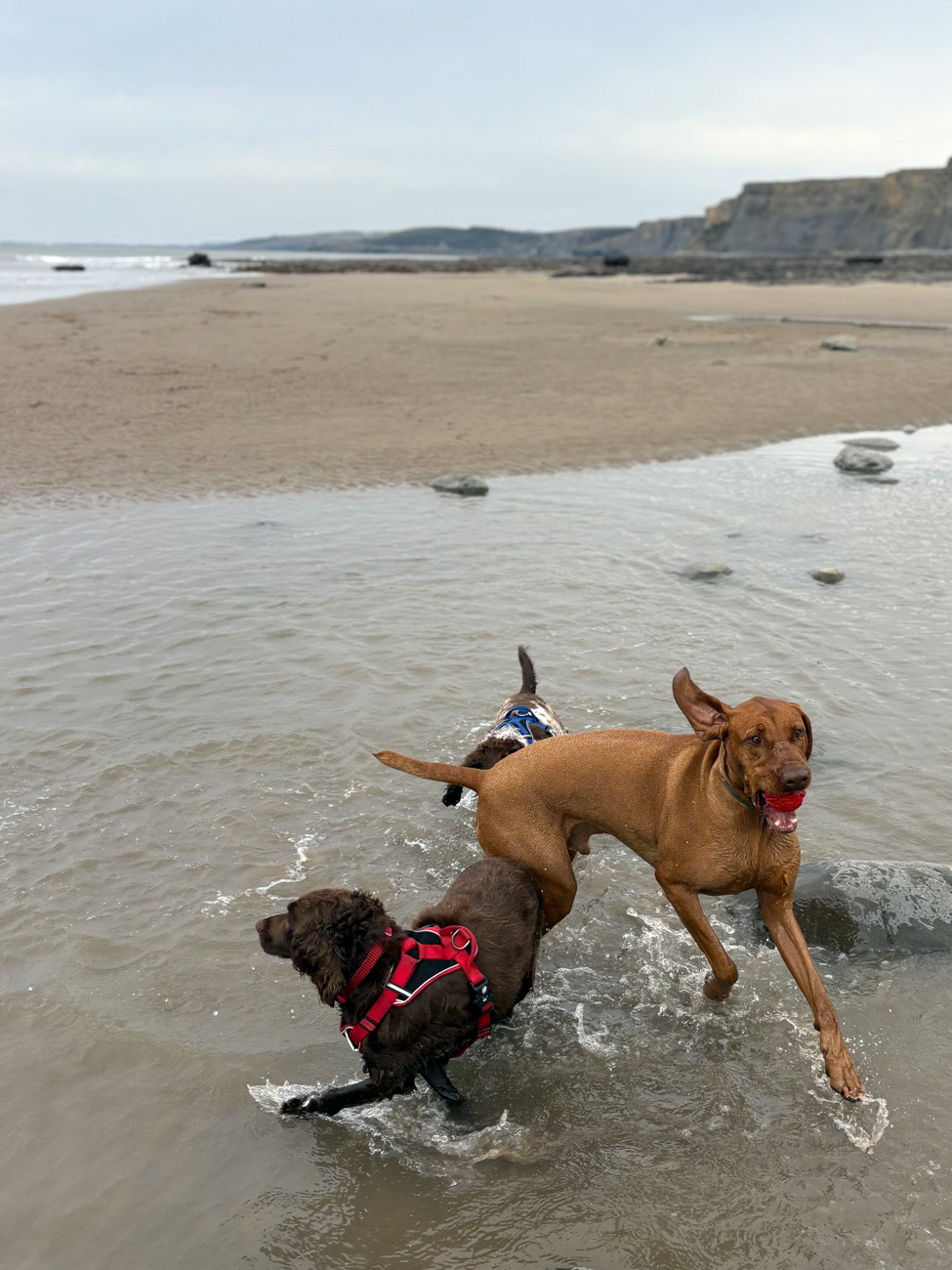 Dog enjoying beach walk 4