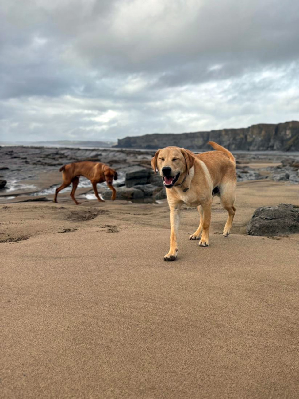 Dog enjoying beach walk 6