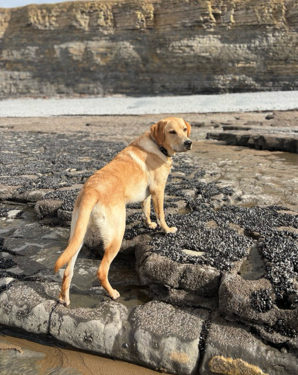 Happy dogs on beach walk