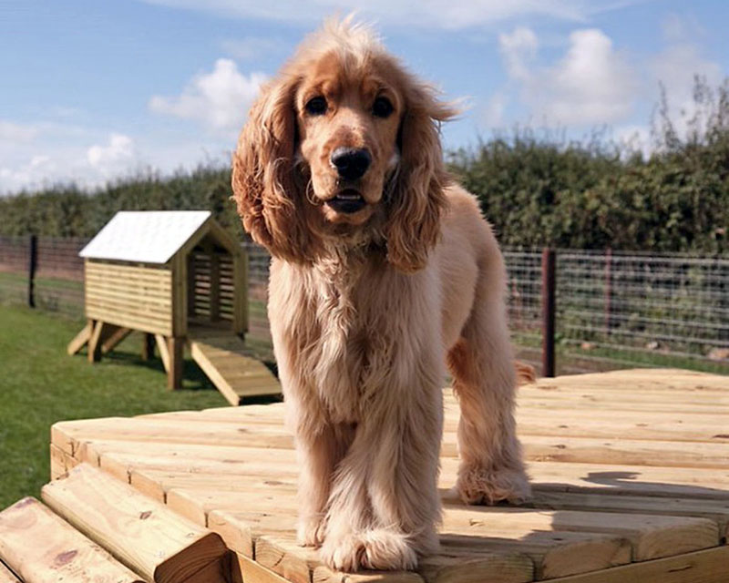 Dog introduction day